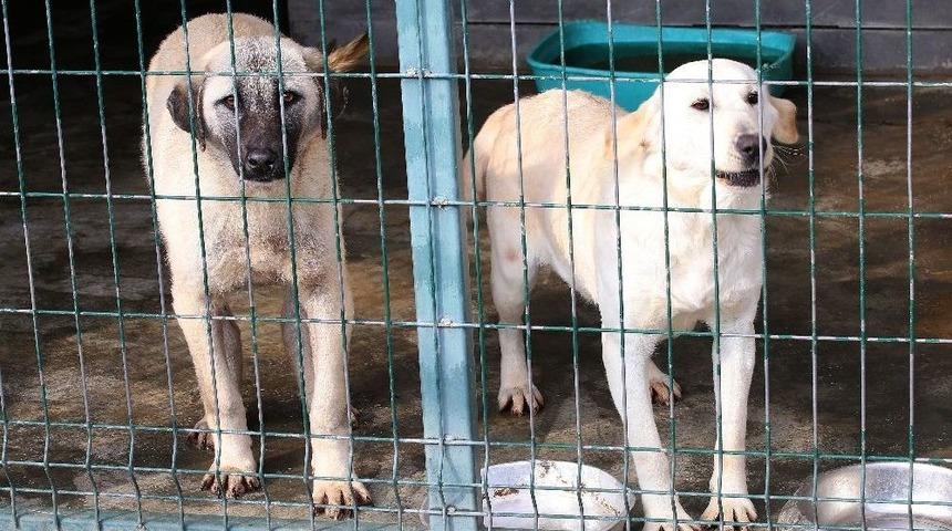 Polatlı&rsquo;dan Gelen K&ouml;pekler Sağlıklarına Kavuşuyor