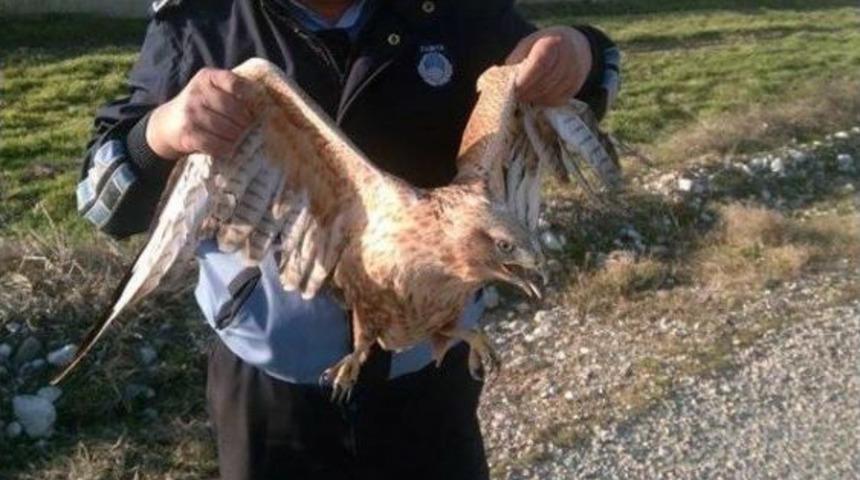 Yaralı Şahine Zabıta Sahip &Ccedil;ıktı