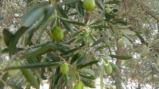 Zeytin Üreticisi Yağış Bekliyor