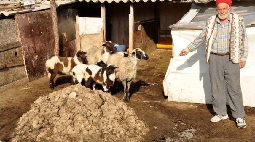 Ağılındaki 28 K&uuml;&ccedil;&uuml;kbaş Hayvan &Ccedil;alındı