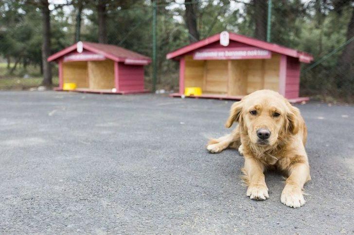 Eyüpsultan Belediyesinden “sokak Hayvanları Doğal Yaşam Alanı” G1