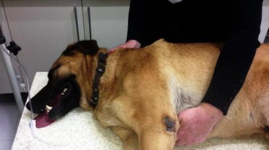 Bodrum'ta Yine K&ouml;pek Katliamı