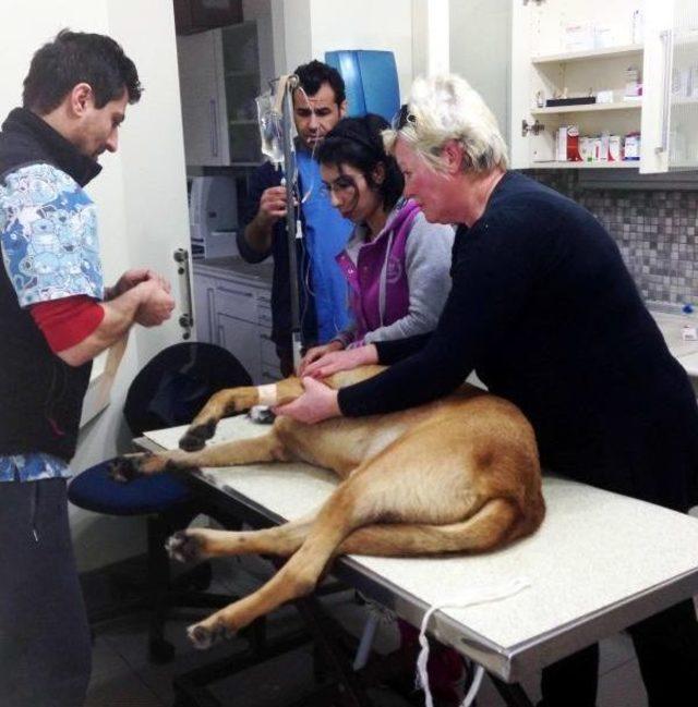 Bodrum'ta Yine Köpek Katliamı