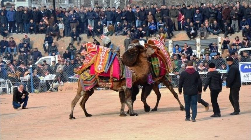 Biga&rsquo;da Deve G&uuml;reşleri Nefes Kesti
