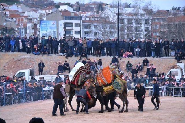 Biga’da Deve Güreşleri Nefes Kesti 1