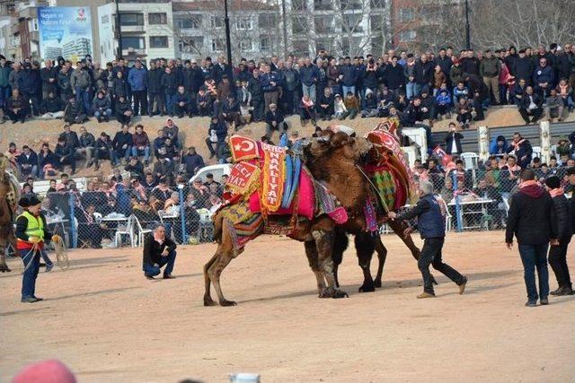 Biga’da Deve Güreşleri Nefes Kesti 2
