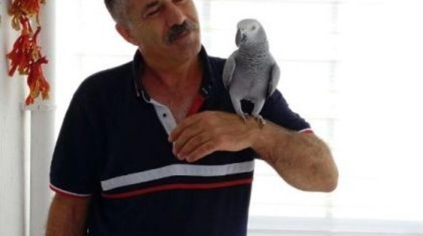 "yakup" Adlı Papağanını Bulana Sahibi Para Ödülü Verecek