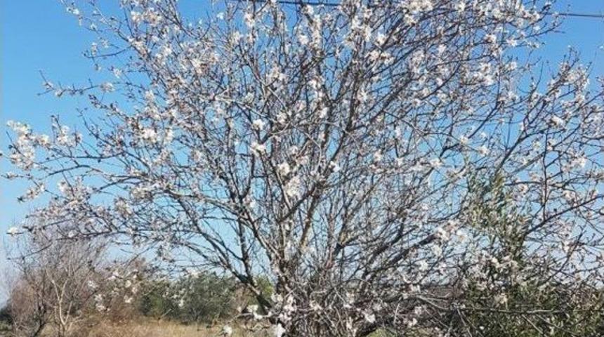 Burhaniye&rsquo;de Bademler &Ccedil;i&ccedil;ek A&ccedil;tı