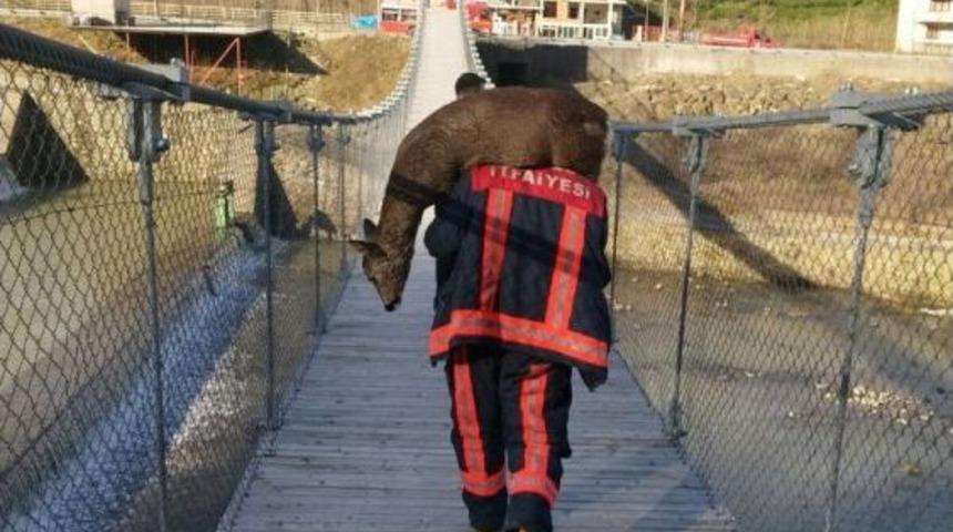 Derelerde Mahsur Kalan Karacalar İçin Seferber Oldular