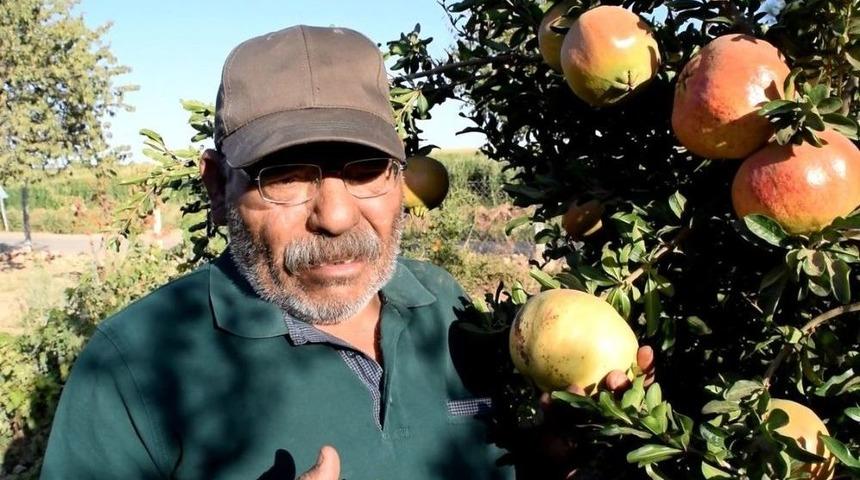 Bu Da Nar Yetiştiren Eko Dede