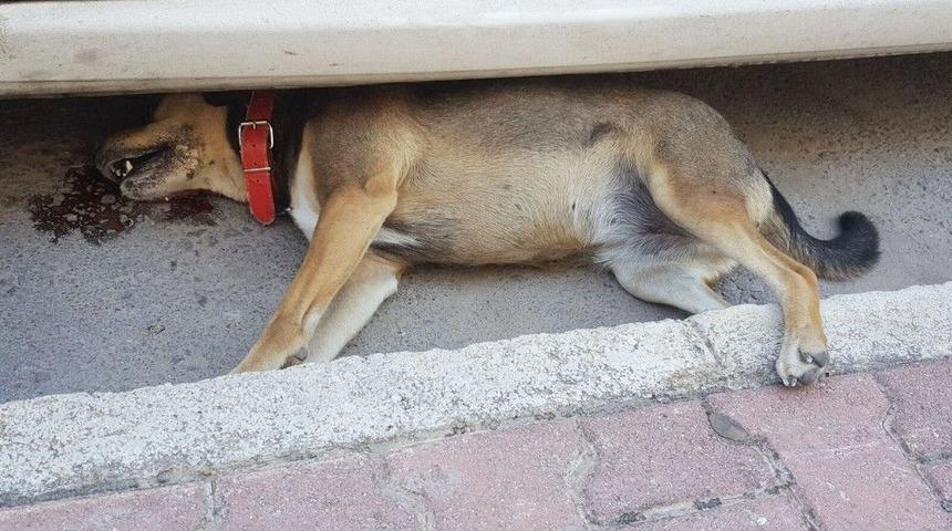 Hayvanları Koruma G&uuml;n&uuml;&rsquo;nde Katliam