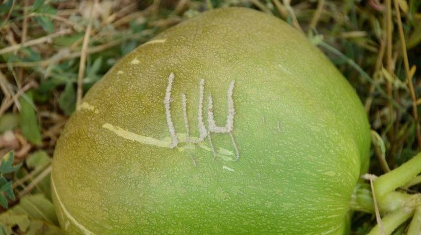 &Uuml;zerinde &rsquo;allah&rsquo; Yazan Kabak İlgi &Ccedil;ekiyor