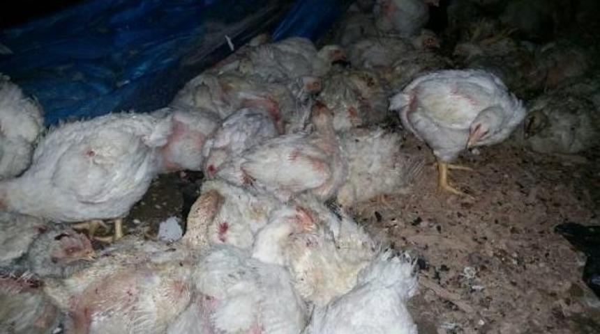 K&uuml;meste &Ccedil;ıkan Yangında 14 Bin Tavuk Telef Oldu