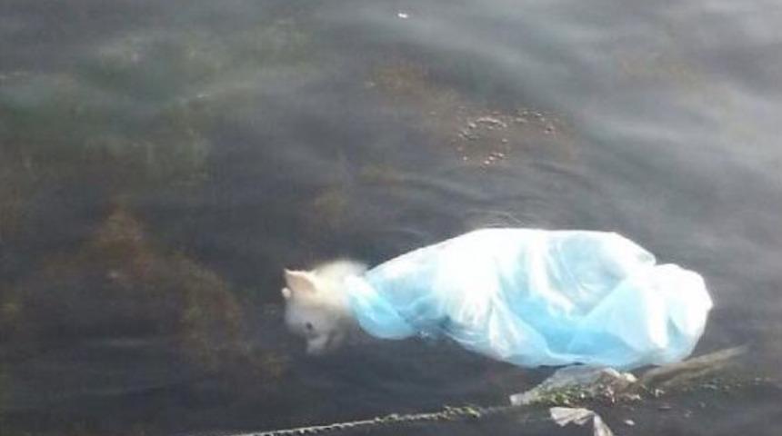 K&ouml;peği Poşete Koyup Denize Attılar