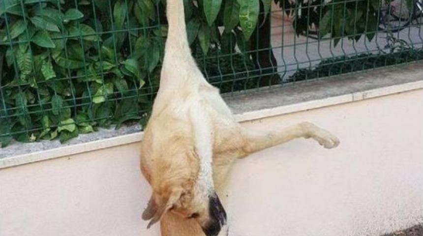 4 Hayvana Insanlık Dışı Muamele