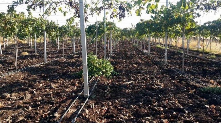 Kadıoğlu Üzüm Üreticileri İle Bir Araya Geldi