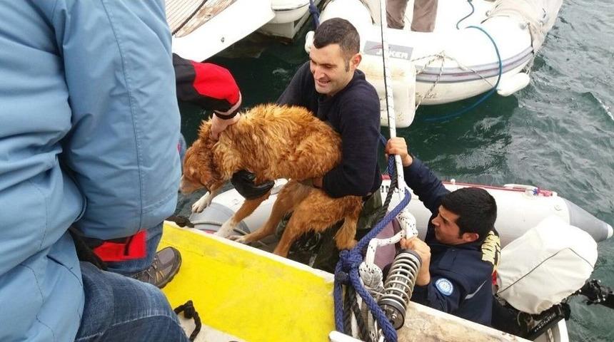 G&ouml;zleri G&ouml;rmeyen Sokak K&ouml;peğinin İmdadına İtfaiye Ekipleri Yetişti