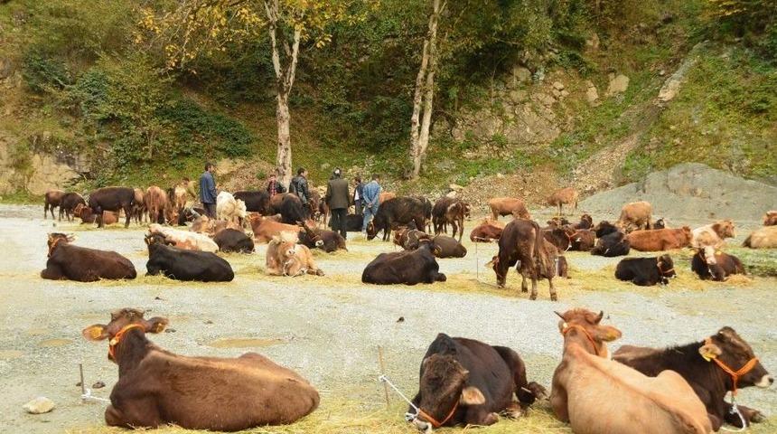 Doğu Karadeniz&rsquo;de Orman K&ouml;yl&uuml;s&uuml;ne 10,2 Milyon Liralık Destek