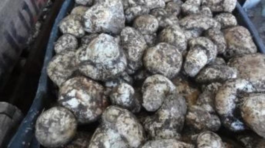 "katran Mantarı" Hem Değerli, Hem Sağlıklı