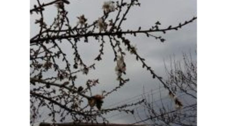 Şubat Ayında Meyve Ağa&ccedil;ları &Ccedil;i&ccedil;ek A&ccedil;tı