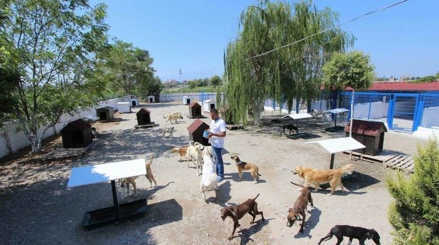 Saruhanlı Belediyesinden Sokak Hayvanlarına Şefkat Eli