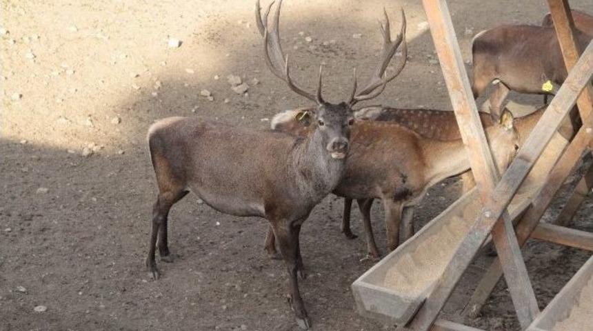 Samsun&rsquo;da 38 Adet Geyik Var