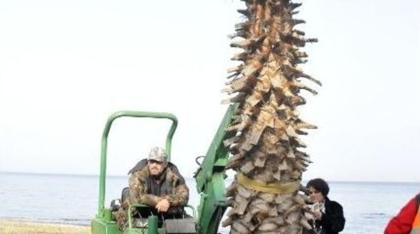 Yalova&rsquo;da 147 Ağa&ccedil; S&ouml;k&uuml;l&uuml;yor