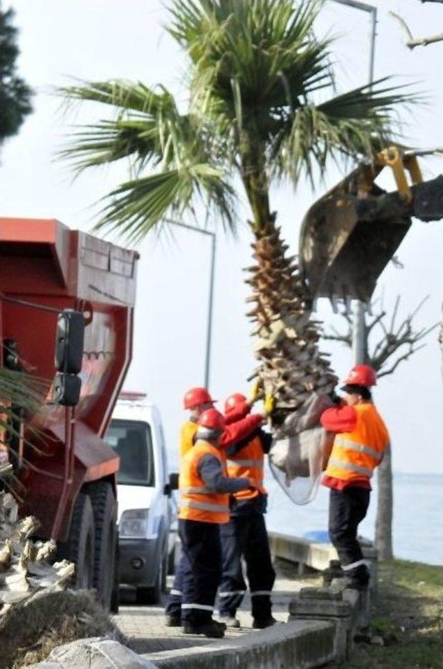 Yalova’da 147 Ağaç Sökülüyor