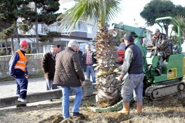 Yalova’da 147 Ağaç Sökülüyor