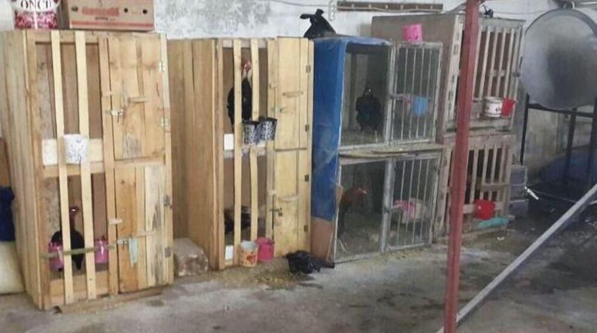 Mardin&rsquo;de Horoz D&ouml;v&uuml;ş&uuml;ne Baskın