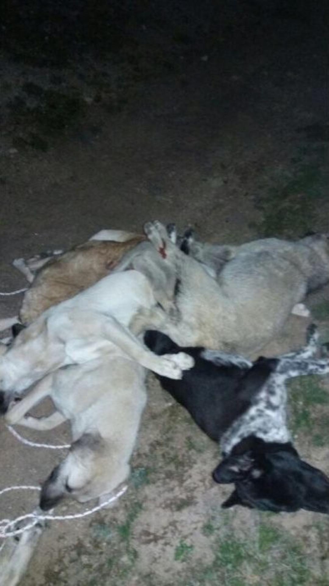 (&ouml;zel Haber) 4 Ekim D&uuml;nya Hayvanları Koruma G&uuml;n&uuml;&rsquo;nde Y&uuml;rek Sızlatan Olay