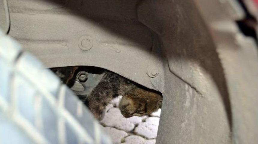 Sokak Kedisinin &Ccedil;aresizliği