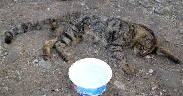 Sokak Kedisinin Çaresizliği 1