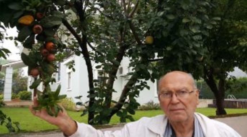 Muşmula, Elma Ve Armut Aynı G&ouml;vdede