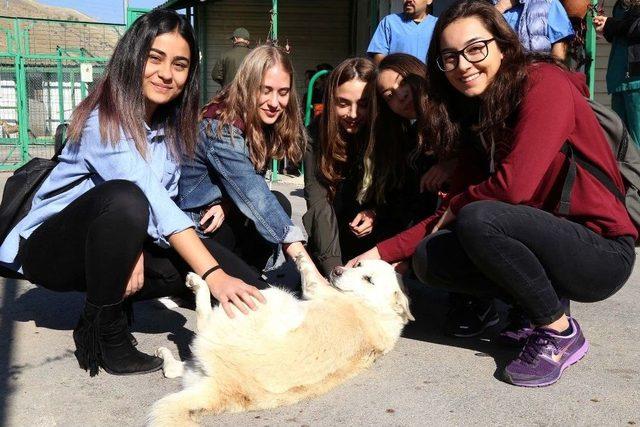 Başkent’te Hayvanlar İçin “toplu Sahiplendirme Töreni” Düzenlendi