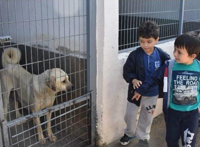 Öğrenciler, Bakımevindeki Hayvanları Ziyaret Etti