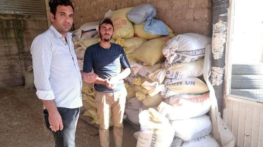 G&uuml;m&uuml;şhane&rsquo;de Kinoa&rsquo;nın İlk Hasadı Yapıldı