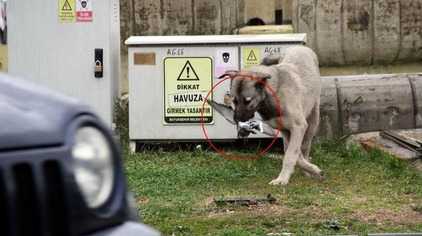 Sokak K&ouml;peği Kaplan Gibi Pusuya Yatıp G&uuml;vercin Avladı