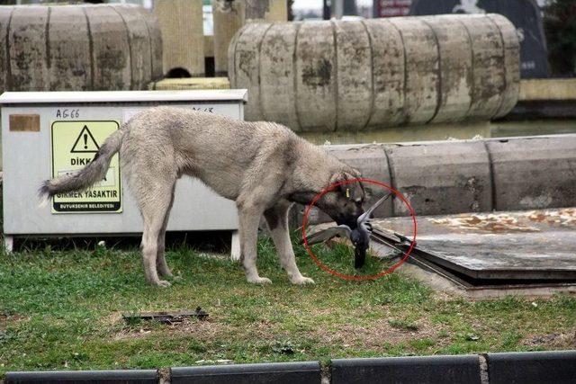 Sokak Köpeği Kaplan Gibi Pusuya Yatıp Güvercin Avladı