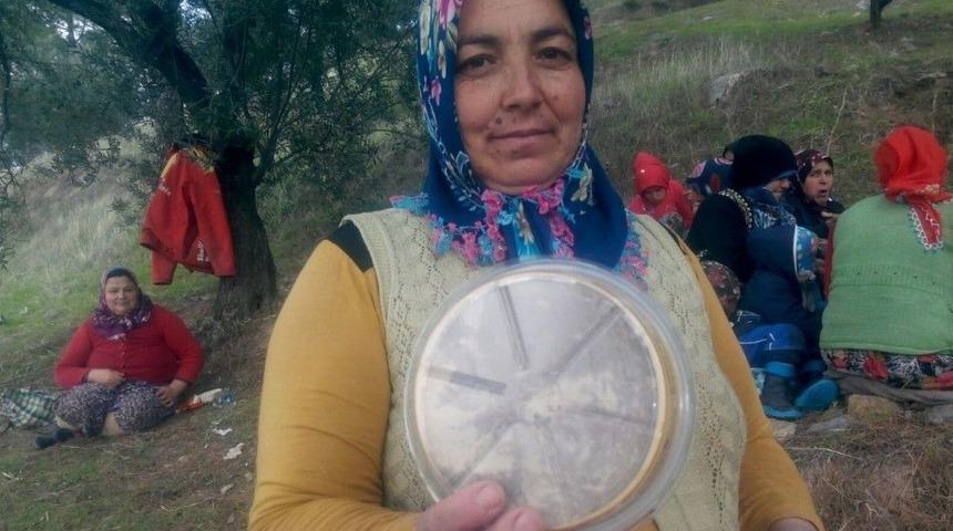 Zeytin Hasadına Lokumla Başladılar Helva İle Bitirdiler