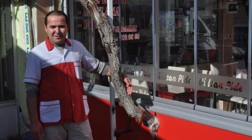 İşyerinin I&ccedil;inde Kalan Asma Ağacını Kesmedi