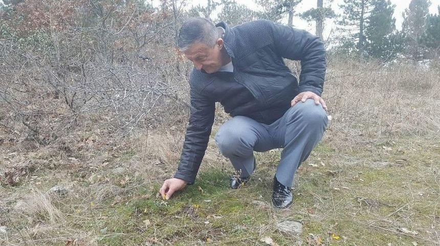 Akdağ&rsquo;da &Ccedil;iğdemler İki Ay Erken A&ccedil;tı