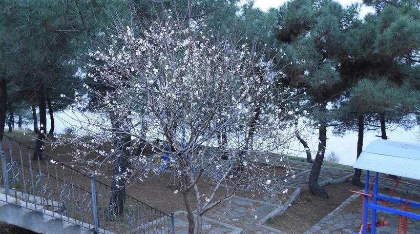 Şeftali Ağacı Şubat&rsquo;ta &Ccedil;i&ccedil;ek A&ccedil;tı