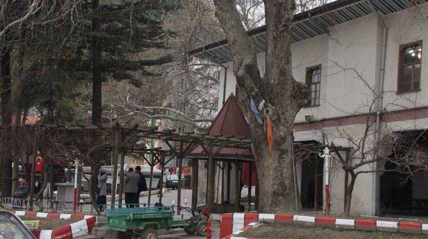 2 Asırlık 30 Metre Boyunda &Ccedil;ınar İlgi Odağı