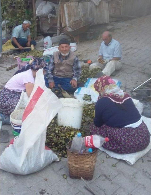 Çorum'da Ceviz Üreticisinin Hasat Mutluluğu