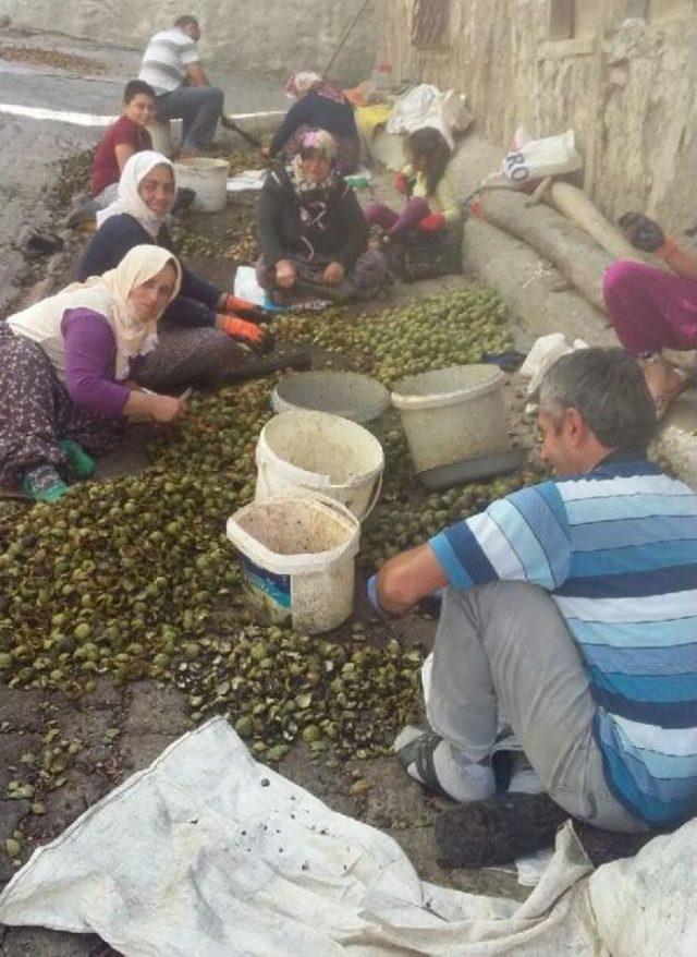 Çorum'da Ceviz Üreticisinin Hasat Mutluluğu