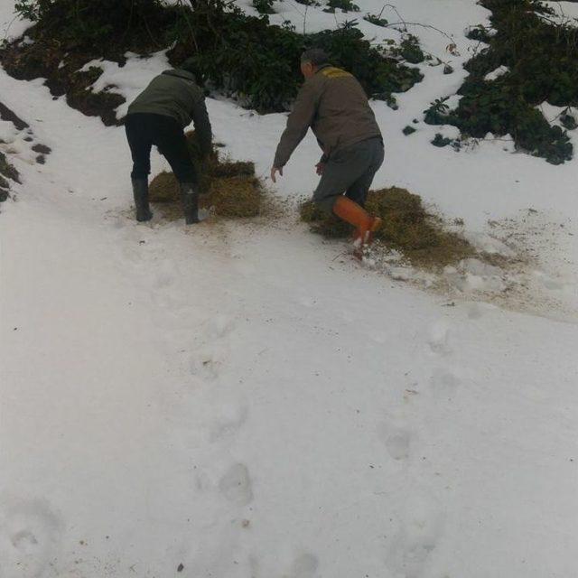 Düzce’de Yabani Hayvanlar İçin Yem Bırakıldı