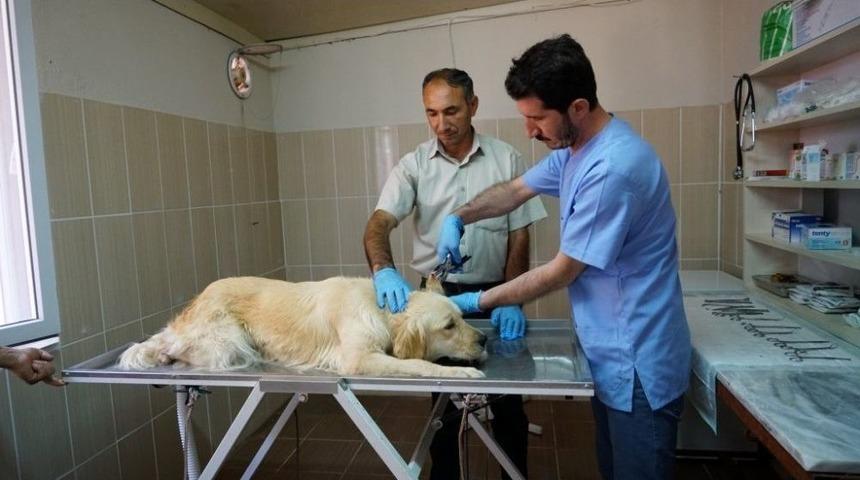 Sokak Hayvanlarına Y&ouml;nelik &Ccedil;alışmalar Hızlandırıldı