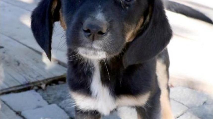 Samsun'da 3 Bin Kedi- K&ouml;pek Sahiplendirildi