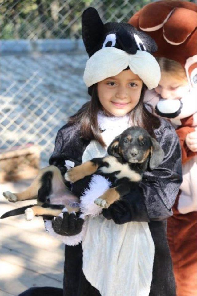 Samsun'da 3 Bin Kedi- Köpek Sahiplendirildi